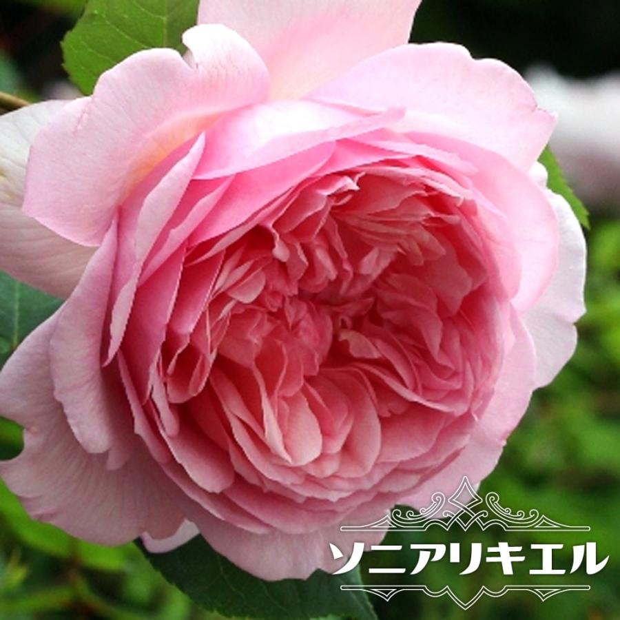 バラ苗 ソニアリキエル 大苗 ギヨー Guillot 四季咲き 強香 バラ苗木 Rose Gui Soniarikieru02 苗木部 花ひろばオンライン 通販 Yahoo ショッピング