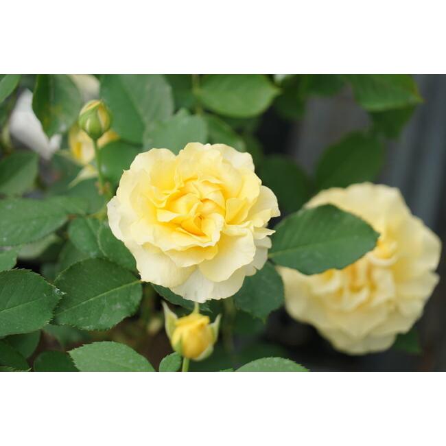 バラ苗 ハープシコード ロサオリエンティス 大苗 6号ポット クリームイエロー色 バラ 苗 四季咲き 中輪 登録品種 品種登録 Rose Harpsiko Do02 苗木部 花ひろばオンライン 通販 Yahoo ショッピング