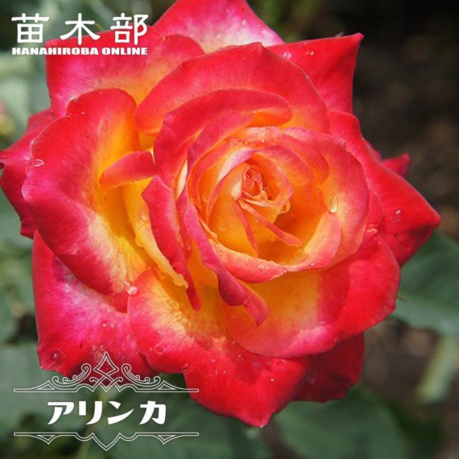 四季咲きバラ苗 アリンカ 2年生大苗 : 苗木部 花ひろばオンライン