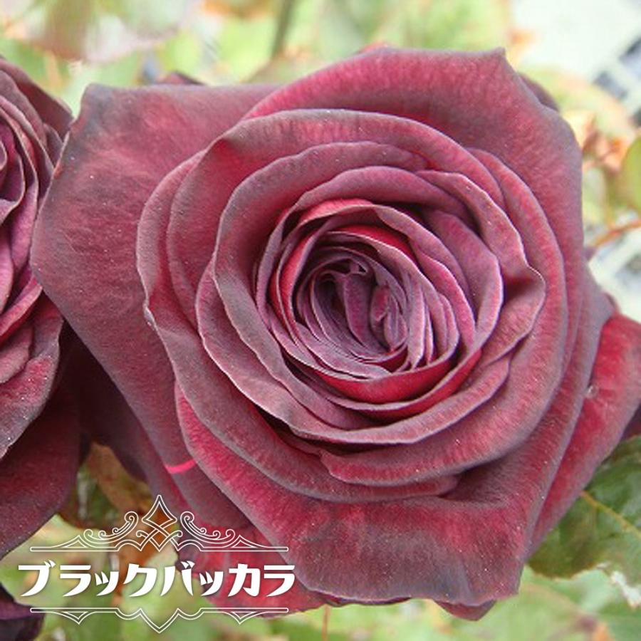 バラ苗 ブラックバッカラ Ht 国産苗 6号ポット苗 四季咲き 黒赤 バラ 苗 Rose Ht Burakkubakara 苗木部 花ひろばオンライン 通販 Yahoo ショッピング