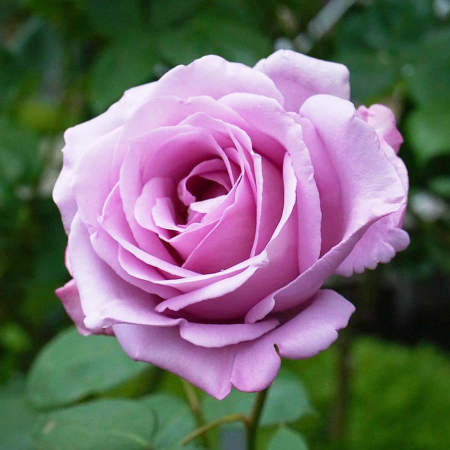 四季咲き強香バラ苗 ブルームーン 1年生新苗 3.5号ポット苗