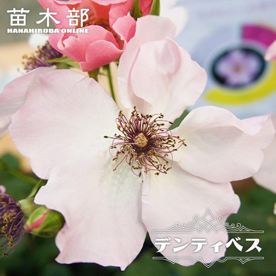 四季咲きバラ苗 デンティベス 2年生大苗 6号ポット 予約販売12月〜翌年