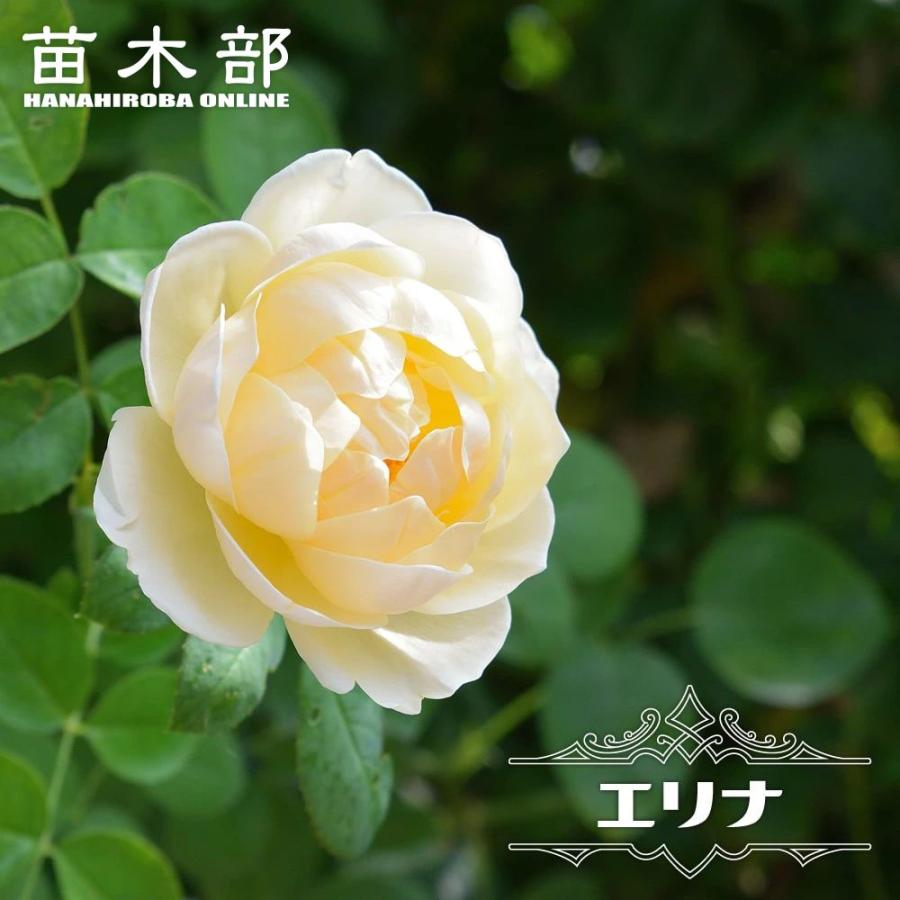 四季咲きバラ苗 エリナ 2年生大苗 爆買いweek : 苗木部 花ひろば