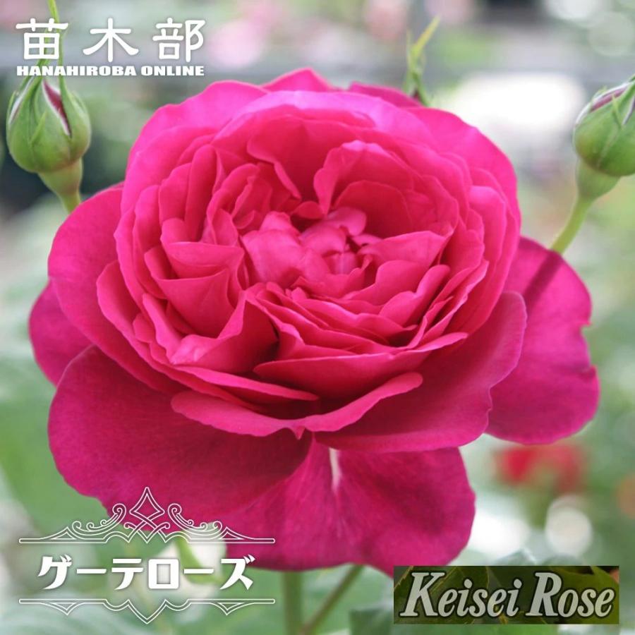 四季咲き バラ苗 ゲーテローズ 2年生大苗 登録品種・品種登録 : 苗木部