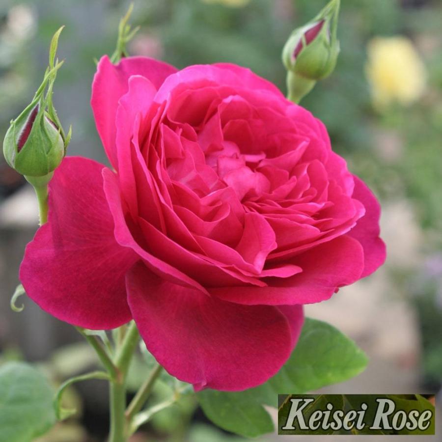 最先端 Aztec Secret 1 Lbをオリジナルの100 天然カルシウムベントナイト粘土をマスクディープポアクレンジング フェイシャル ボディ Discoversvg Com