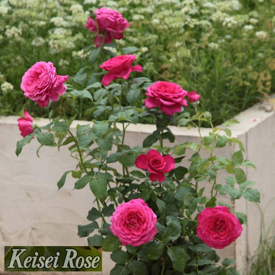 90 以上節約 川本ポンプ カワエース N3 6sh 部品 ファインセンサー Psf 4 1 2k No 25 品番 6945 3912 ポンプ P1 Supplystudies Com