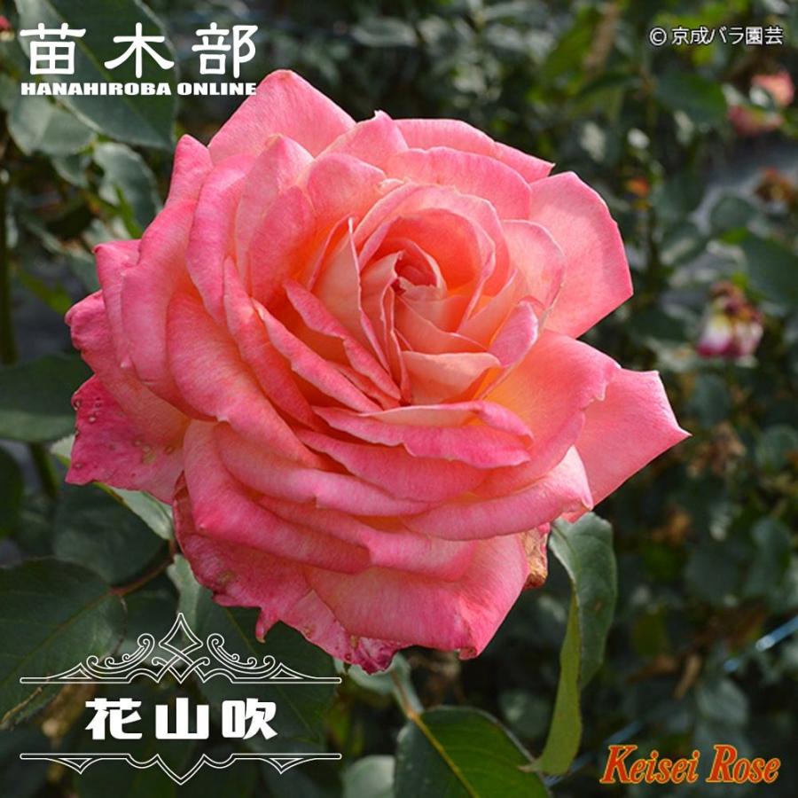 四季咲きバラ苗 花山吹 2年生大苗 Rose Ht Hanayanabuki02 苗木部 花ひろばオンライン 通販 Yahoo ショッピング