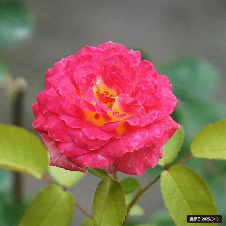 四季咲き強香バラ苗 花山吹 2年生大苗 : 苗木部 花ひろばオンライン