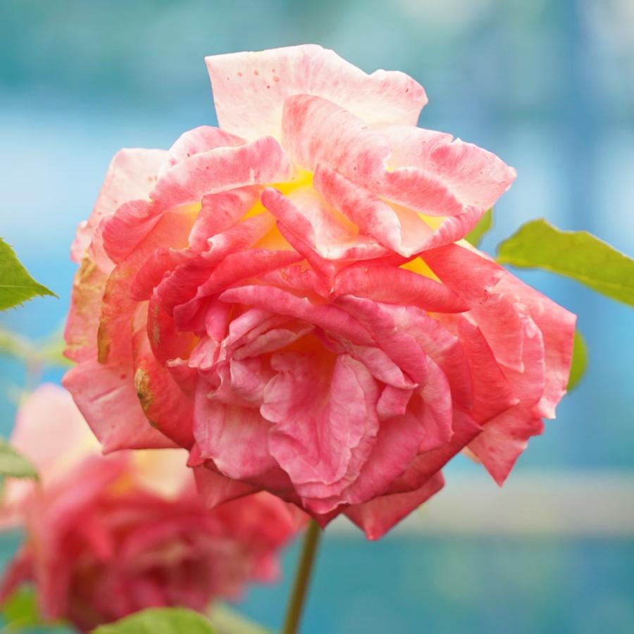 四季咲き強香バラ苗 花山吹 2年生大苗 : 苗木部 花ひろばオンライン