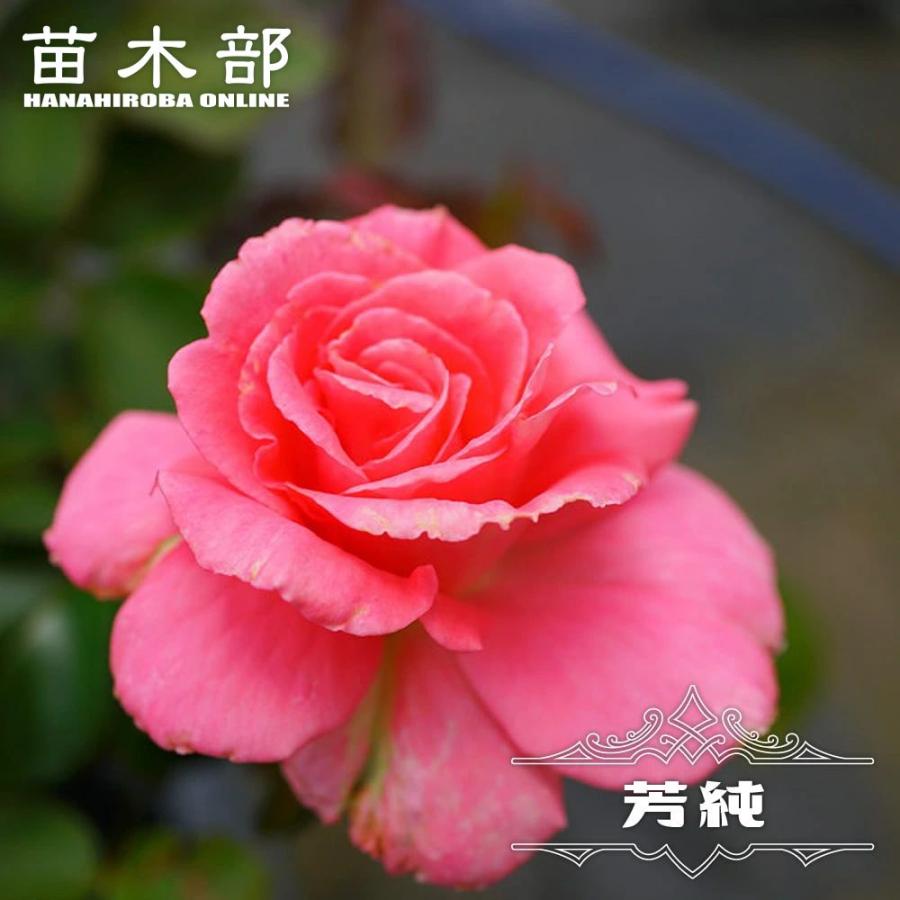 四季咲き強香バラ苗 芳純 苗 1年生 新苗 : 苗木部 花ひろばオンライン