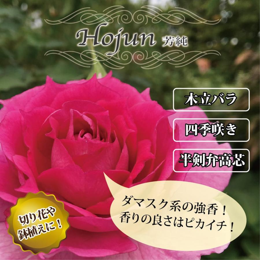 四季咲き強香バラ苗 芳純 2年生大苗 予約販売12月〜翌年1月頃入荷予定