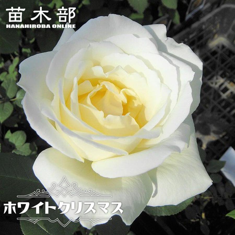 バラ苗 ホワイトクリスマス 大苗 木立バラ 四季咲き 白色 強香 Rose Ht Howaitokurisumasu 苗木部 花ひろばオンライン 通販 Yahoo ショッピング