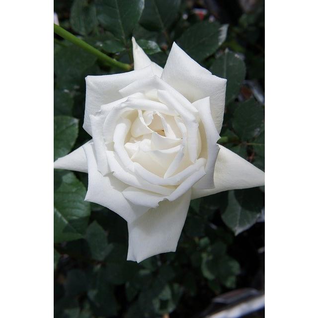 バラ苗 ホワイトクリスマス 大苗 木立バラ 四季咲き 白色 強香 Rose Ht Howaitokurisumasu 苗木部 花ひろばオンライン 通販 Yahoo ショッピング