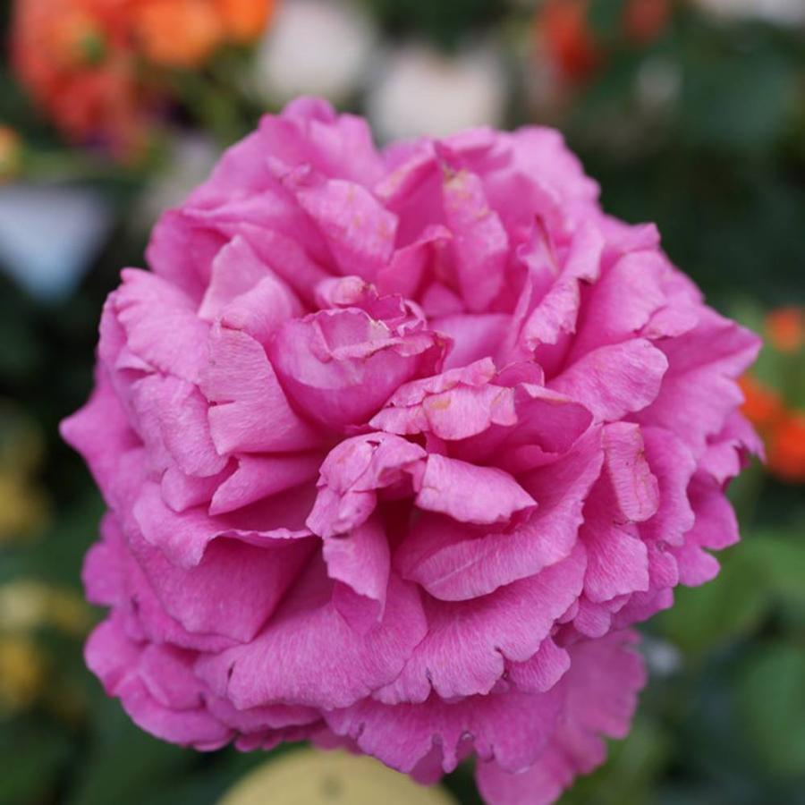 スイートイヴピアッチェ 接木中苗 強香 超レア 6号鉢 薔薇 苗 ラスト 四季咲き強香バラ イブピアッチェ 2年生大苗 6号ポット 予約販売12月