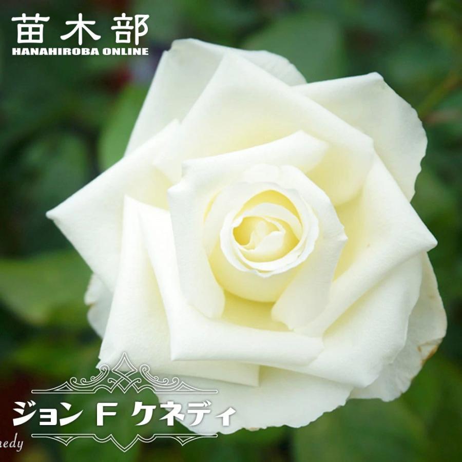 四季咲きバラ苗 ジョン F ケネディ 2年生大苗 : 苗木部 花ひろば