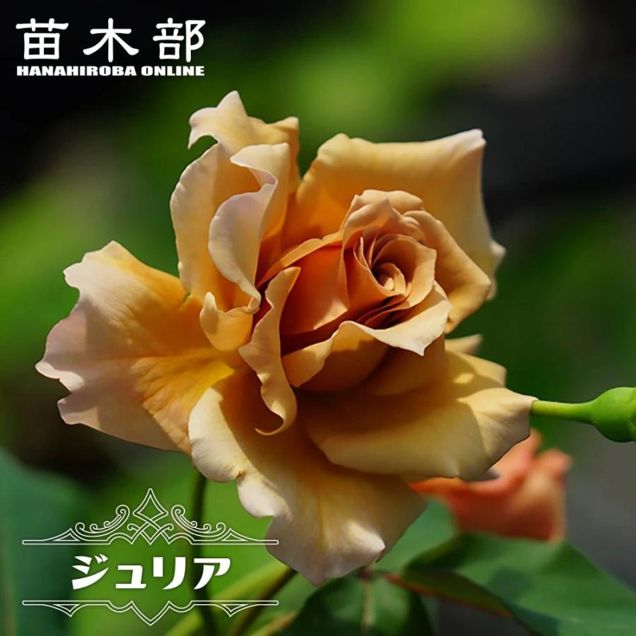バラ苗 ジュリア 国産苗 大苗 6号ポット 四季咲き 予約販売12 翌1月頃入荷予定 Rose Ht Juria 苗木部 花ひろばオンライン 通販 Yahoo ショッピング