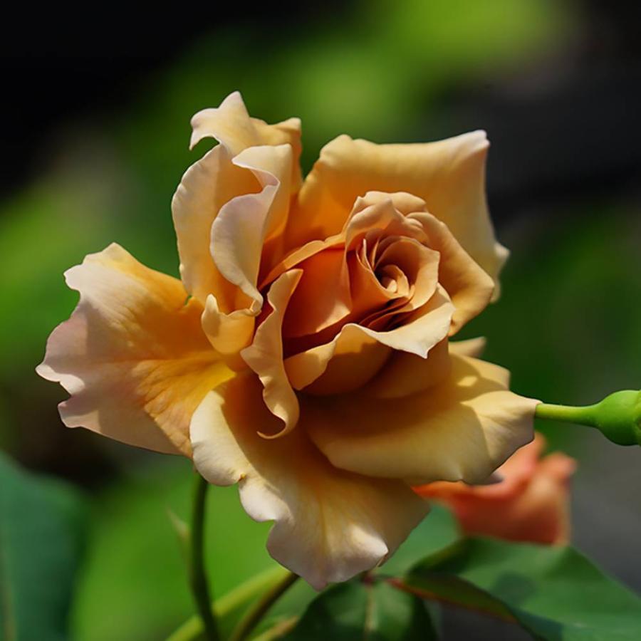 バラ苗 ジュリア 国産苗 大苗 6号ポット 四季咲き 予約販売12 翌1月頃入荷予定 Rose Ht Juria 苗木部 花ひろばオンライン 通販 Yahoo ショッピング