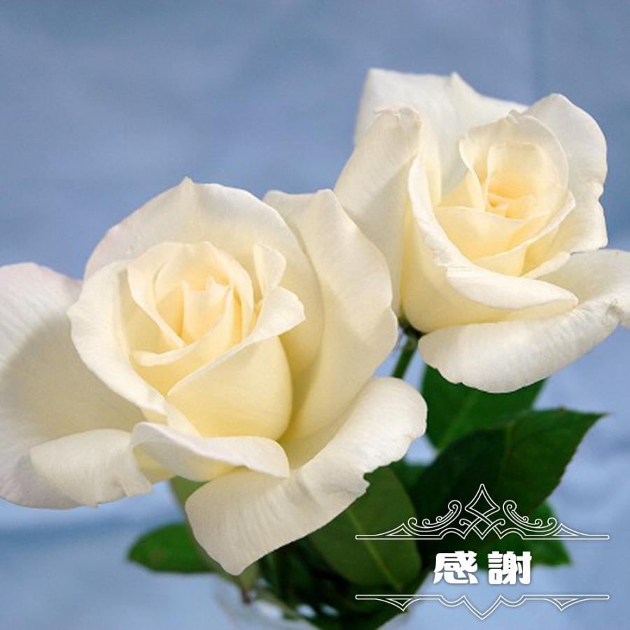 バラ苗 感謝 国産苗 大苗 6号ポット 四季咲き 白色 強香 バラ 苗 Rose Ht Kansha 苗木部 花ひろばオンライン 通販 Yahoo ショッピング