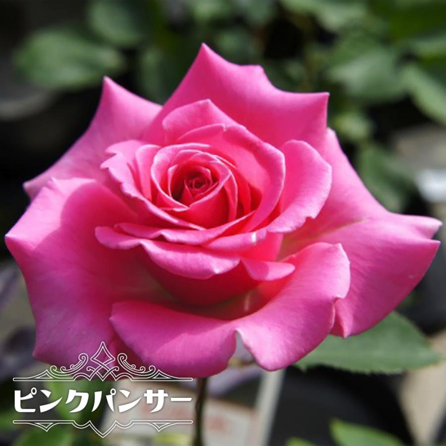 四季咲きバラ苗 ピンクパンサー 2年生大苗 : 苗木部 花ひろば