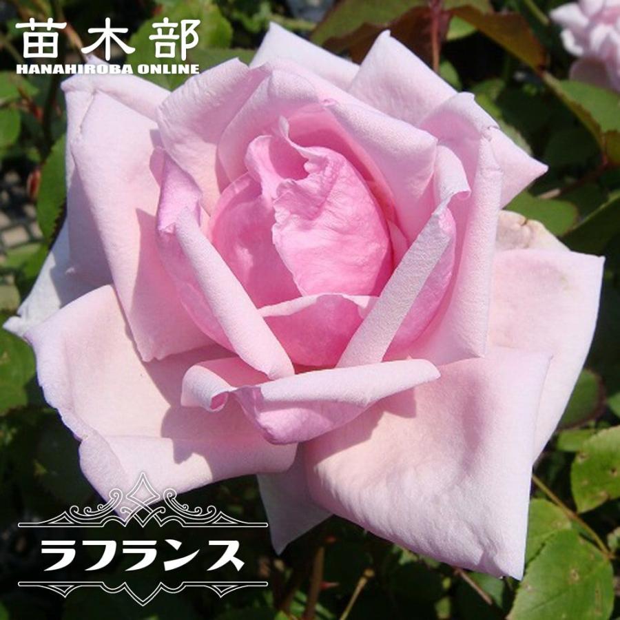 【正規品】入手困難希少 バラ苗 ラ・フランス 接ぎ木苗 四季咲き強香バラ苗 ラフランス 2年生大苗 予約販売12月〜翌年1月頃