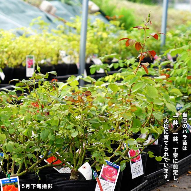四季咲き強香バラ苗 ラフランス 2年生大苗 予約販売12月〜翌年1月頃