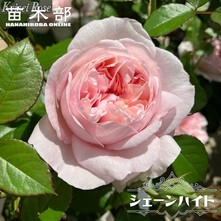 四季咲きバラ苗 シェーンハイト （HT） 2年生大苗 登録品種・品種登録