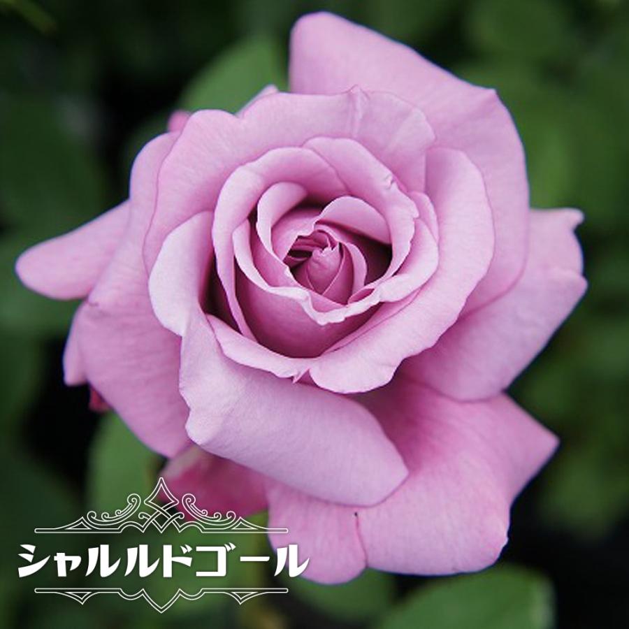 バラ苗 シャルルドゴール Ht 国産苗 1年生 新苗 四季咲き 青紫色 強香 バラ 苗 予約販売4 5月頃発送予定 Rose Ht Sharurudogo Ru 1 苗木部 花ひろばオンライン 通販 Yahoo ショッピング