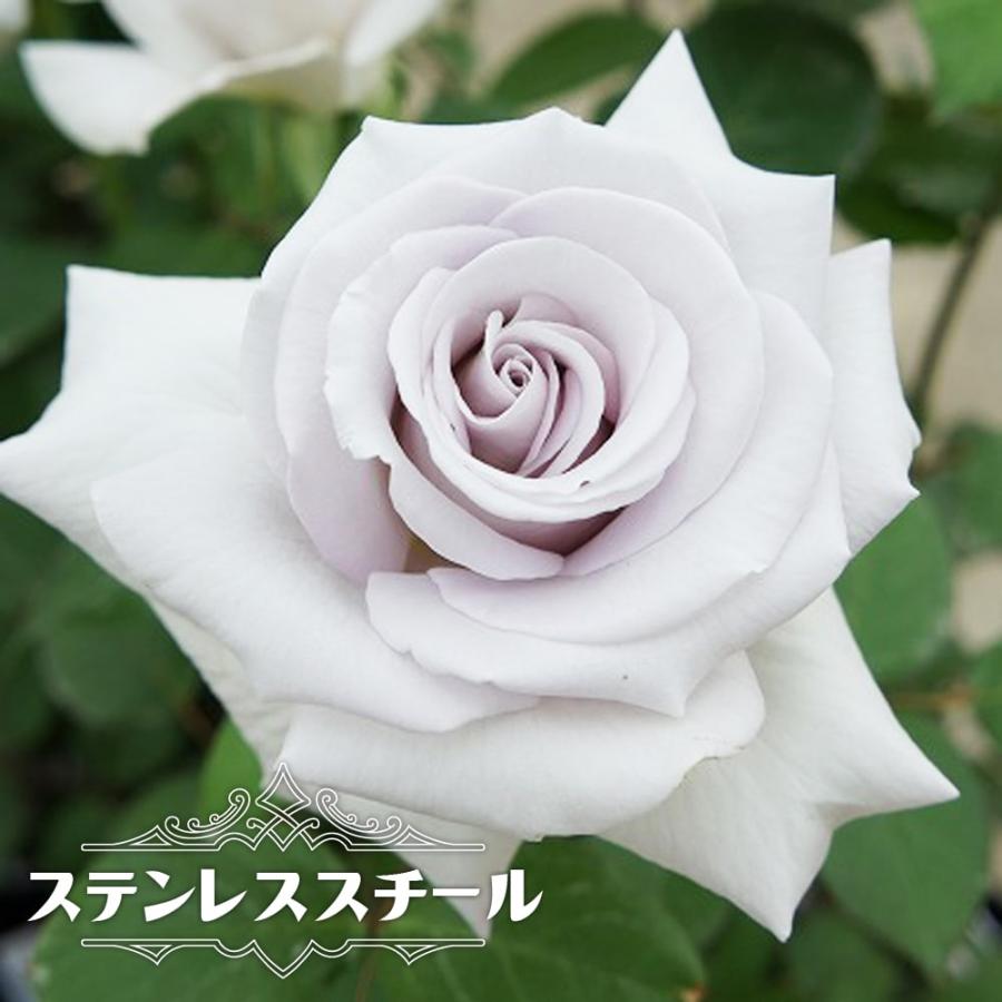 バラ苗 ステンレススチール 国産苗 1年生 新苗 四季咲き 青紫色 強香 強健 バラ 苗 Rose Ht Sutennresusuchi Ru 1 苗木部 花ひろばオンライン 通販 Yahoo ショッピング