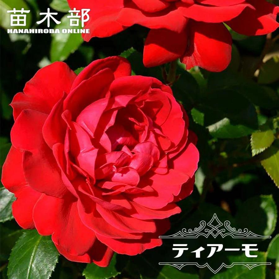 四季咲きバラ苗 ティアーモ 2年生大苗 6号ポット : 苗木部 花ひろば