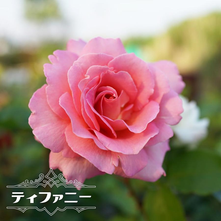 バラ苗 ティファニー 国産苗 大苗 6号ポット 四季咲き ピンク 強香 強健 Rose Ht Tifani 苗木部 花ひろばオンライン 通販 Yahoo ショッピング