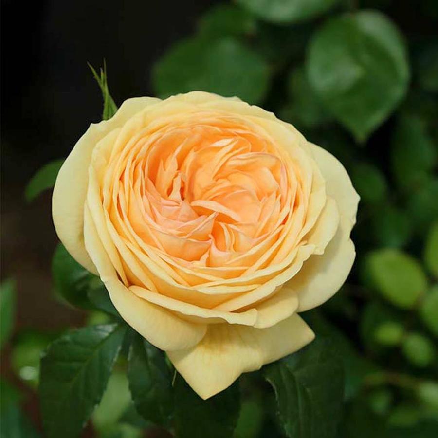 四季咲きバラ苗 ティップントップ 2年生大苗 予約販売12 翌1月頃入荷予定 Rose Ht Tipntop 02 苗木部 花ひろばオンライン 通販 Yahoo ショッピング