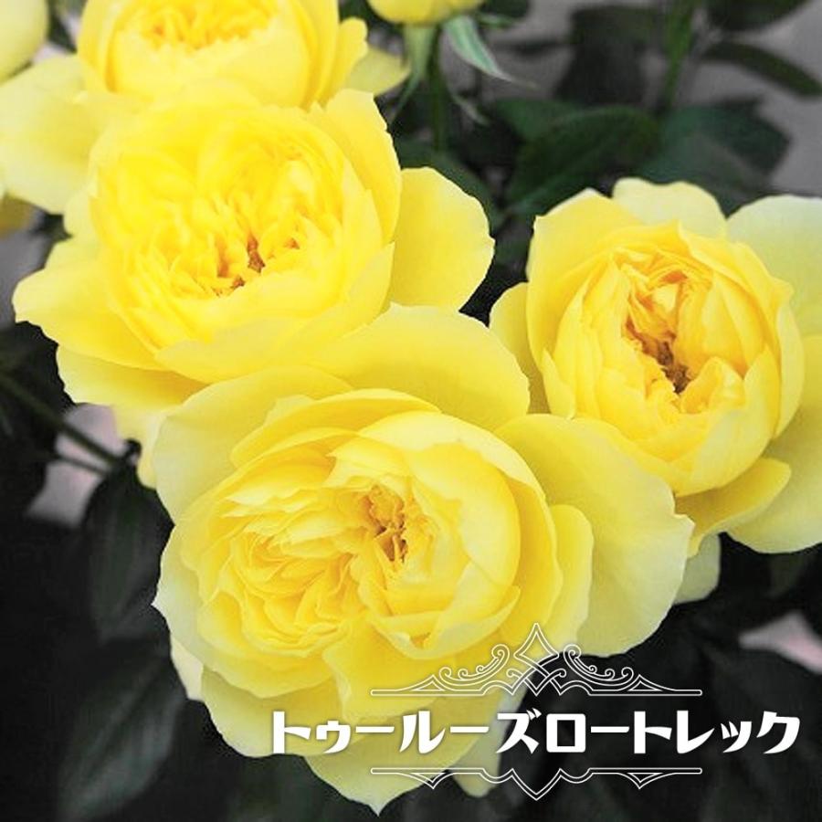 バラ苗 トゥールーズロートレック 大苗 木立バラ 四季咲き 黄色 強香 バラ 苗 バラ苗木 Rose Ht Tu Ru Zuro Torekku 苗木部 花ひろばオンライン 通販 Yahoo ショッピング