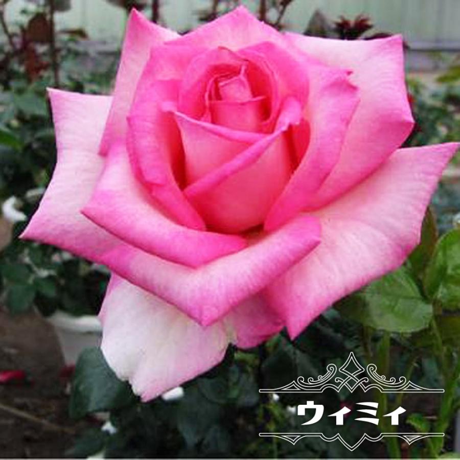 バラ苗 ウィミィ スリット大苗 木立バラ 四季咲き 複色 強香 強健 バラ 苗 バラ苗木 Rose Ht Wimi Ha 苗木部 花ひろばオンライン 通販 Yahoo ショッピング