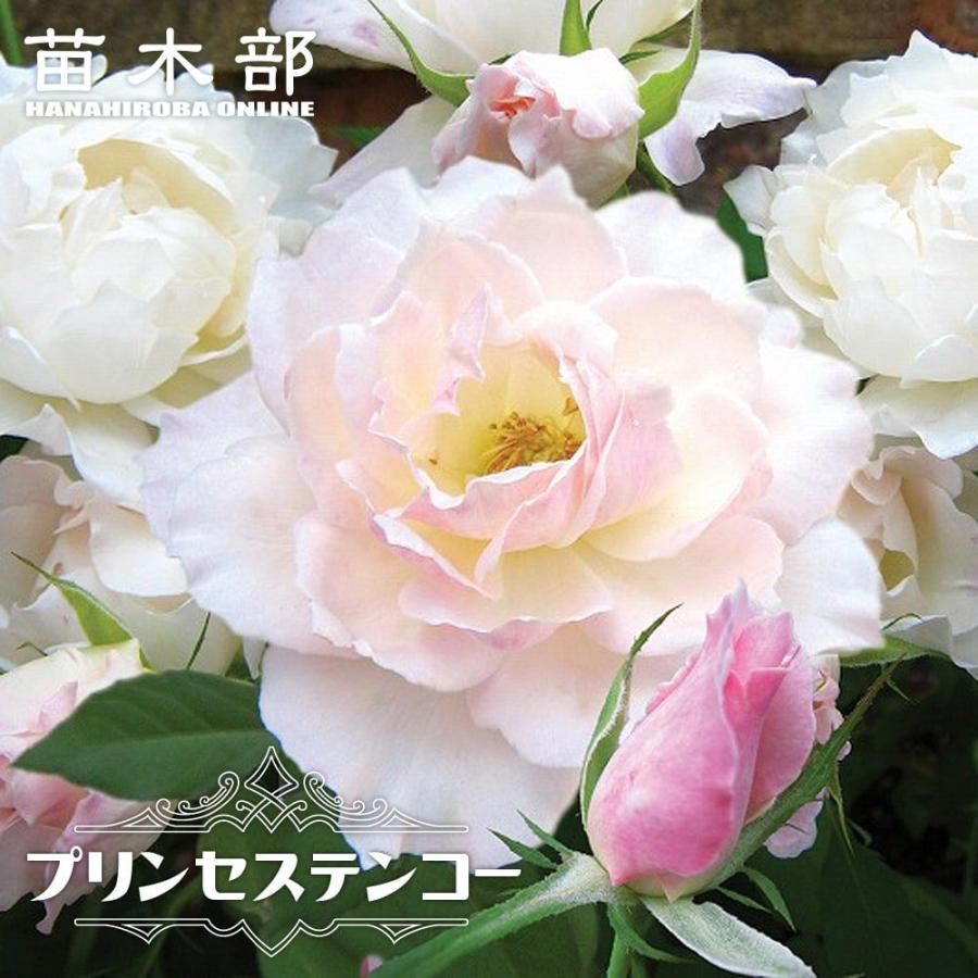 四季咲き強香バラ苗 プリンセステンコー 2年生大苗 登録品種・品種登録