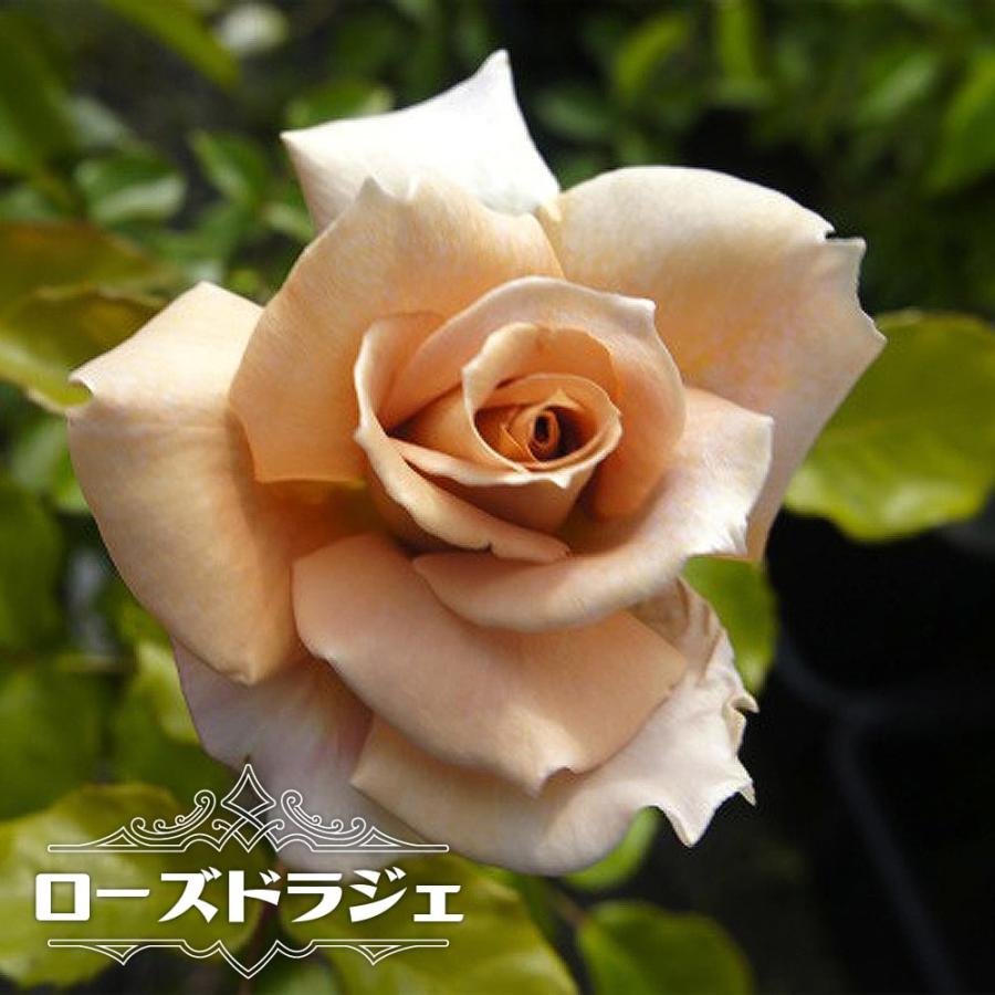 バラ苗 ローズドラジェ 大苗 木立バラ 河本バラ園 四季咲き ピンク バラ 苗 バラ苗木 予約販売12 翌1月頃入荷予定 Rose Hvn Ro Zudoraje 苗木部 花ひろばオンライン 通販 Yahoo ショッピング