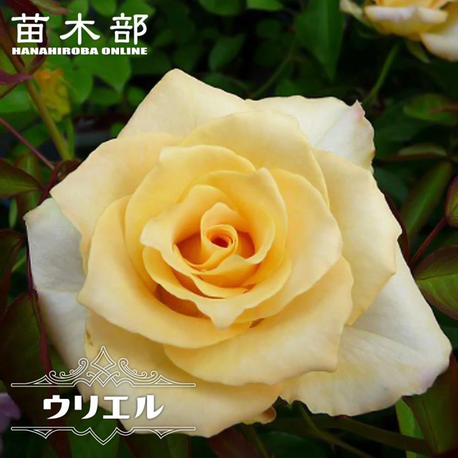 バラ苗 ウリエル 大苗 木立バラ 河本バラ園 クリームイエロー 四季咲き 黄色 バラ 苗 バラ苗木 Rose Hvn Uriel 苗木部 花ひろばオンライン 通販 Yahoo ショッピング