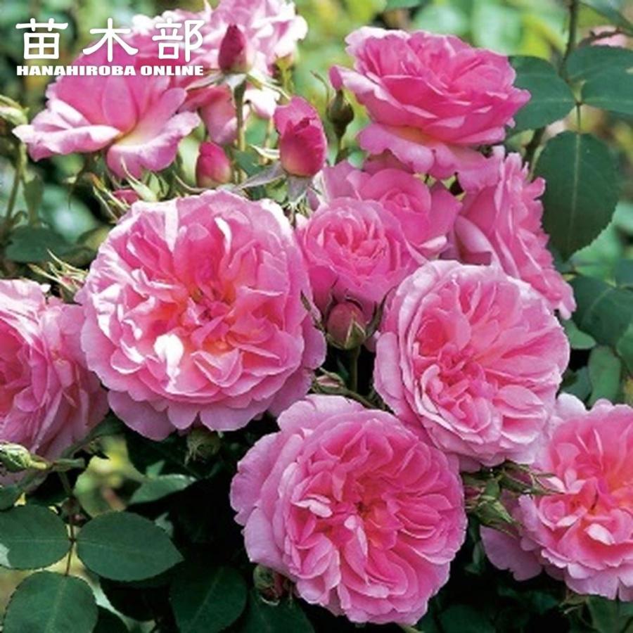 バラ苗 ハイドホール 2年生大苗 6号ポット 爆買いweek : 苗木部 花