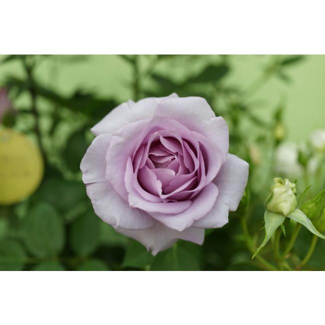 バラ苗 夜来香 イエライシャン 河本バラ園7号スリット大苗 Ht 紫色 バラ 苗 四季咲き 大輪 Rose Ieryshian02 C 苗木部 花ひろばオンライン 通販 Yahoo ショッピング