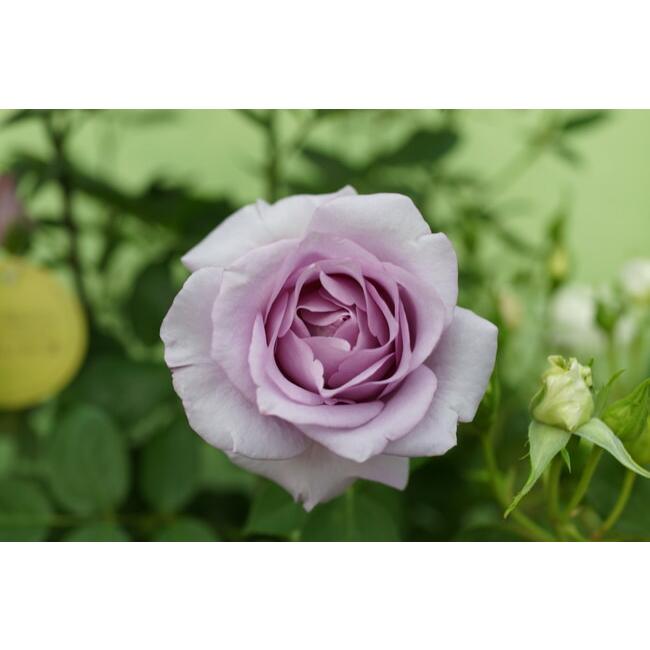 バラ苗　大苗　夜来香　イエライシャン　　　四季咲き性 バラ 夜来香 （イエライシャン） 苗 販売 苗木部 By 花ひろば