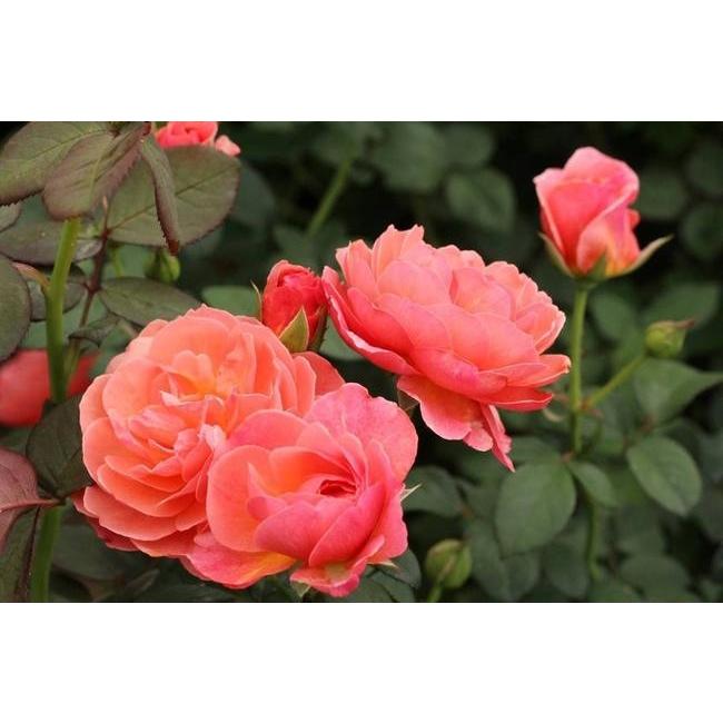 バラ苗 かおりかざり カオリカザリ Fg 国産苗 大苗 6号ポット ピンク アプリコット バラ 苗 四季咲き 木立ち 大輪 Rose Kaorikazari02 苗木部 花ひろばオンライン 通販 Yahoo ショッピング