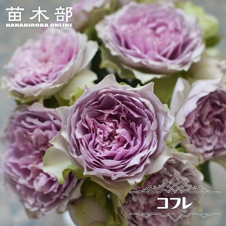 四季咲き半つるバラ コフレ 2年生大苗 登録品種・品種登録 : 苗木部 花
