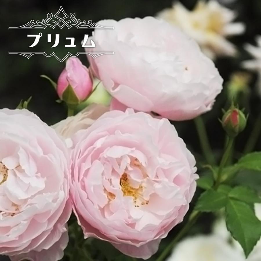 四季咲きバラ苗 プリュム 2年生大苗 登録商品・品種登録 : 苗木部 花