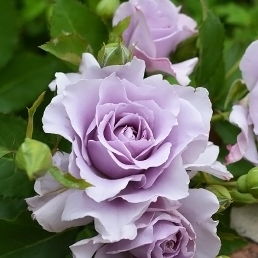 バラ苗 爽 大苗 河本バラ園 四季咲き 藤色 バラ苗木 予約販売12 翌1月頃入荷予定 Rose Kawa Sou 苗木部 花ひろばオンライン 通販 Yahoo ショッピング