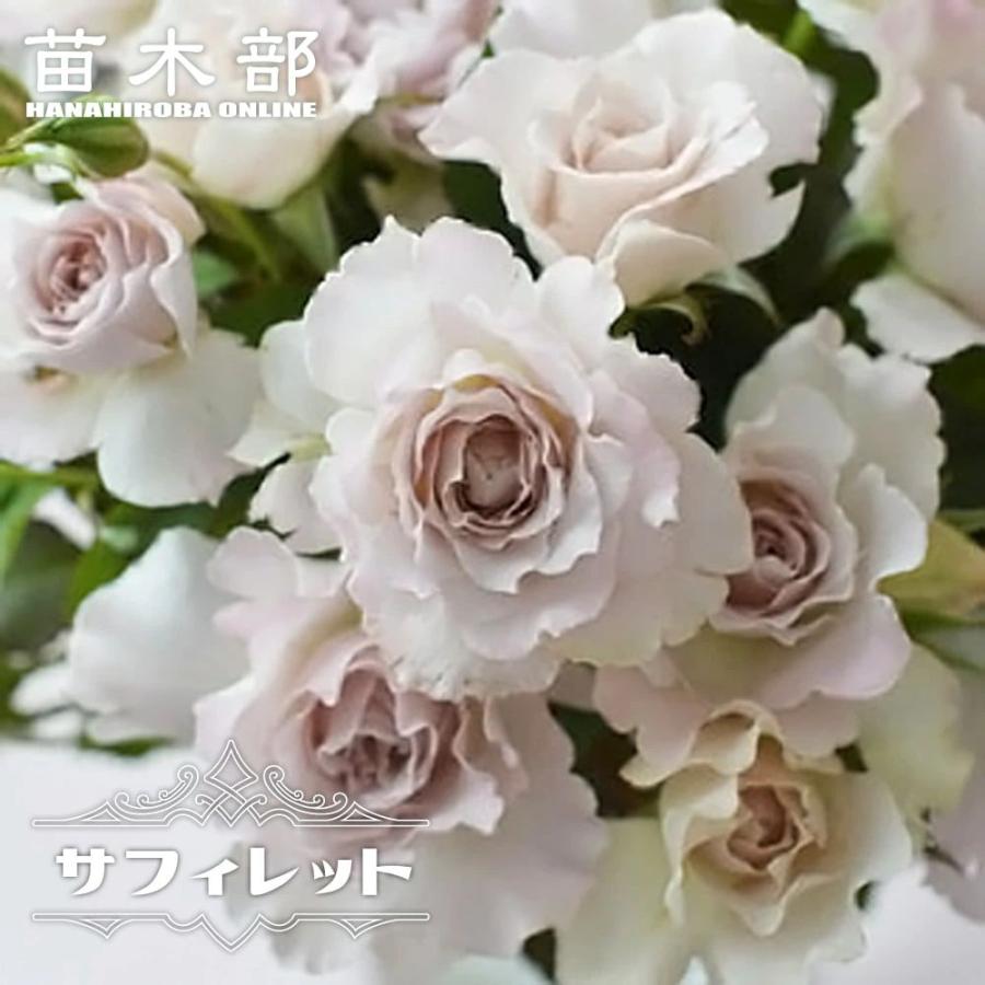 四季咲きバラ苗 サフィレット 2年生大苗 : 苗木部 花ひろばオンライン
