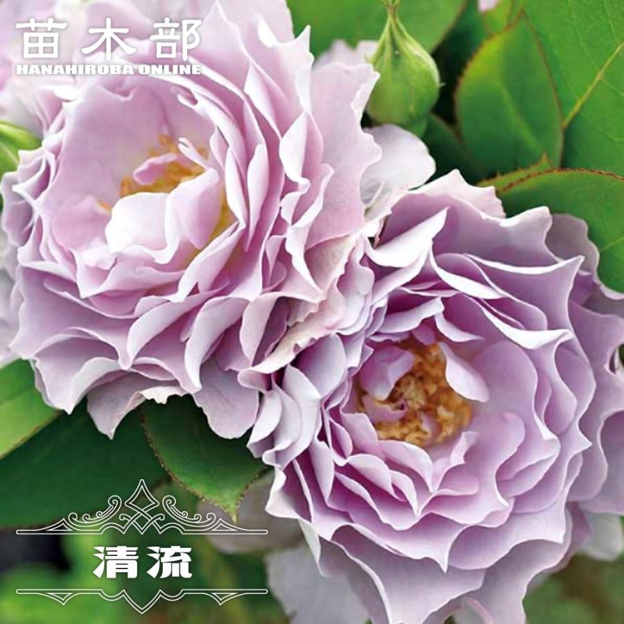 四季咲きバラ苗 清流 2年生大苗 登録品種・品種登録 : 苗木部 花ひろば