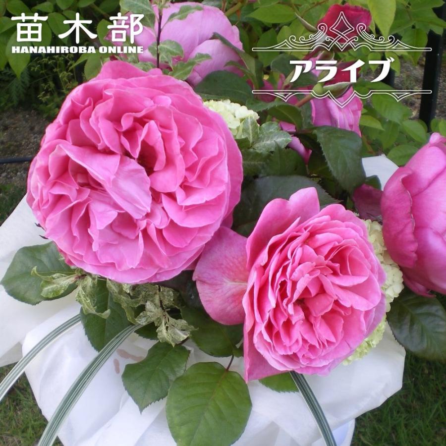 四季咲き強香バラ苗 アライブ 2年生大苗 6号ポット 登録品種・品種登録