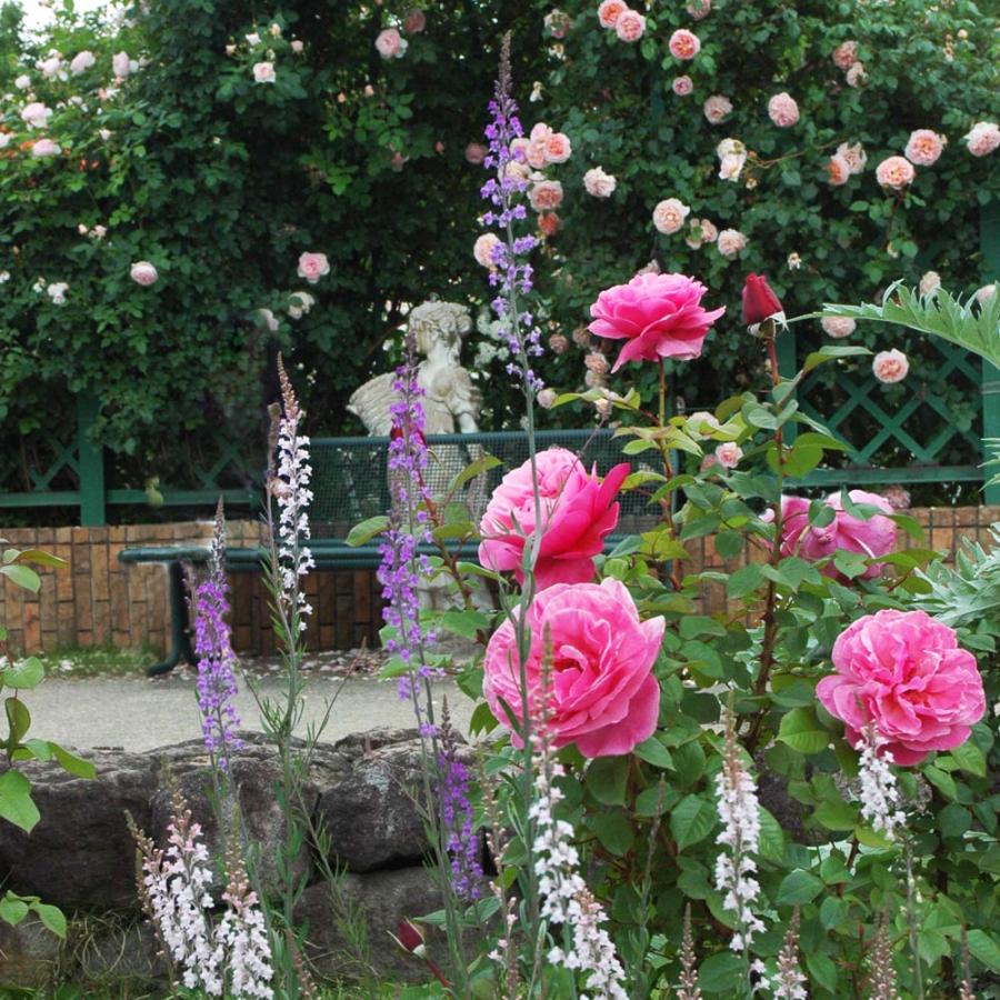 四季咲き強香バラ苗 アライブ 2年生大苗 6号ポット 登録品種 品種登録 予約販売12月 翌年1月中に順次入荷 Rose Kei Alive 苗木部 花ひろばオンライン 通販 Yahoo ショッピング