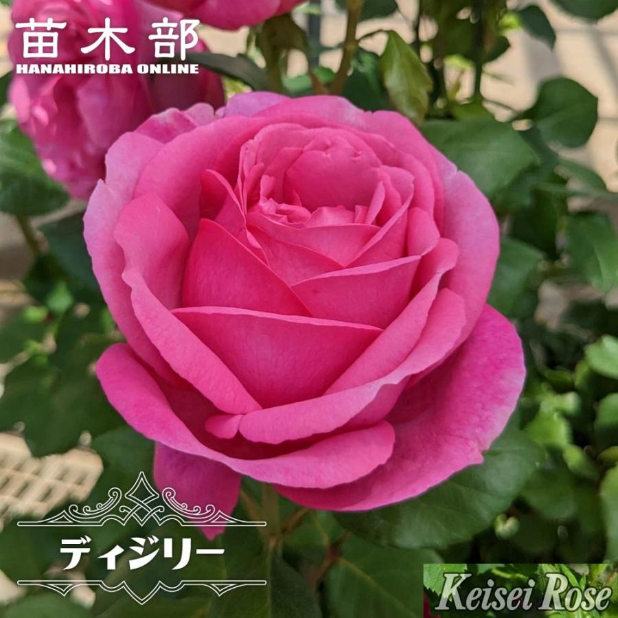 四季咲き強香バラ苗 ジョリーメロディー 2年生大苗 登録品種・品種登録