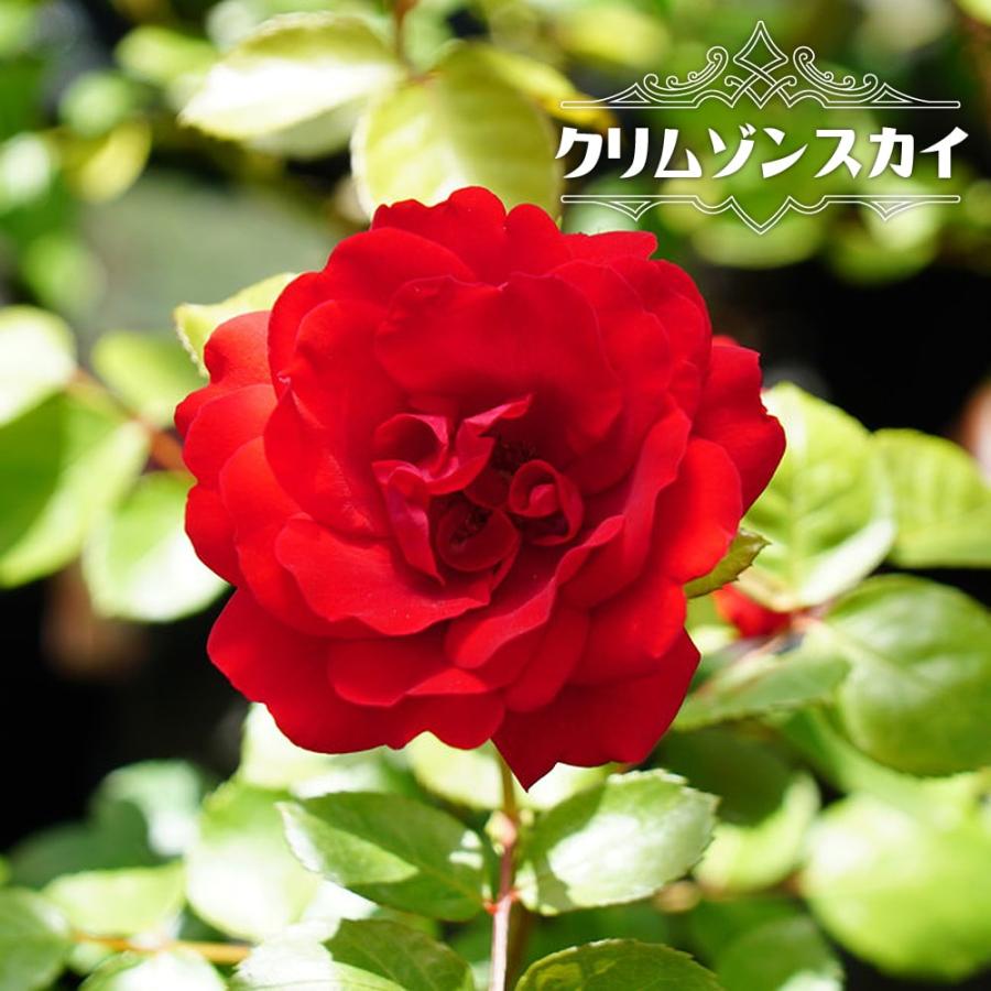 バラ苗 クリムゾンスカイ 大苗 つるバラ 赤色バラ 苗 Rose Kurimuzonsukai02 苗木部 花ひろばオンライン 通販 Yahoo ショッピング