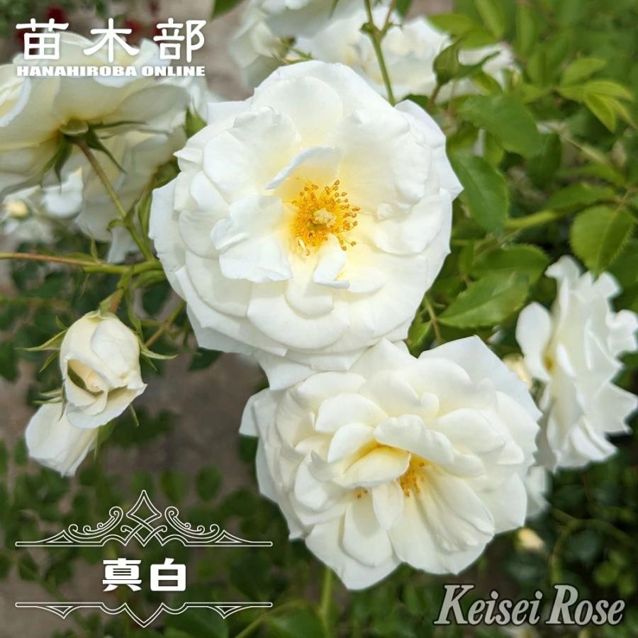 半つるバラ 真白 大苗 6号ポット 接木 登録品種・品種登録 爆買 : 苗木
